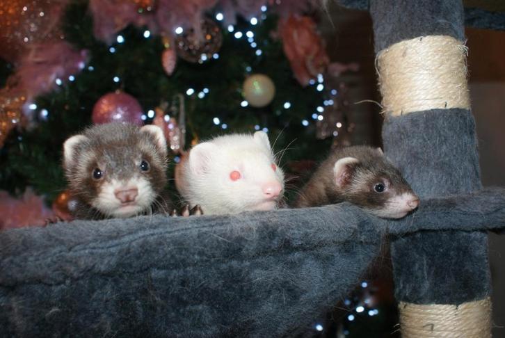 frettenpups, Dieren en Toebehoren, Knaagdieren, Meerdere dieren, September