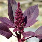 Graines d'Amarante a feuille rouge, Tuin en Terras, Bloembollen en Zaden, Verzenden, Zaad