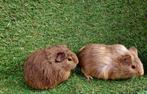 Cavia beertjes, Décembre, Mâle, Domestique, Cobaye