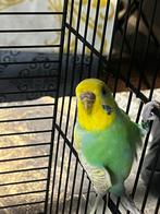 Gras parkieten te koop!!, Plusieurs animaux, Perruche, Domestique