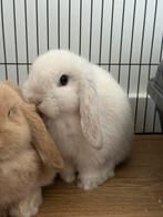 Wit Hangoor konijntje, Dieren en Toebehoren, Konijnen, Klein, Hangoor
