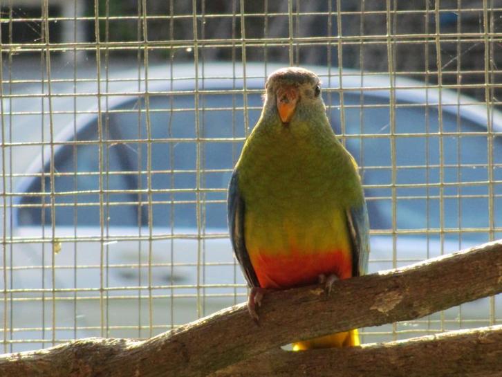 vogels man en pop, Dieren en Toebehoren, Vogels | Overige Vogels, Meerdere dieren
