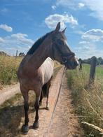 Fok/draagmerrie, Merrie, Gechipt, 7 tot 10 jaar, 160 tot 165 cm