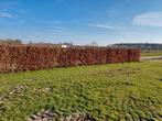 Haagbeuk, Tuin en Terras, Planten | Struiken en Hagen, Ophalen of Verzenden, Haagbeuk