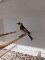 Grote Distelvink Man, Dieren en Toebehoren, Vogels | Overige Vogels, Mannelijk, Wildzangvogel, Geringd