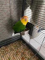 Deux perroquets caïques + cage et accessoires, Dieren en Toebehoren, Vogels | Parkieten en Papegaaien, Vrouwelijk, Papegaai, Pratend