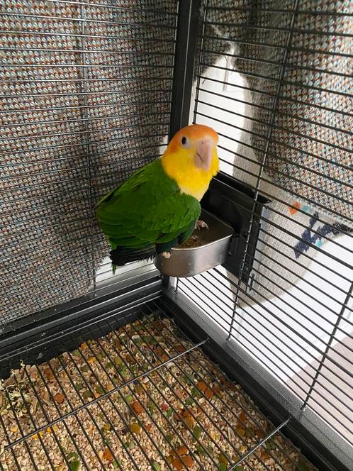 Deux perroquets caïques + cage et accessoires, Dieren en Toebehoren, Vogels | Parkieten en Papegaaien, Papegaai, Vrouwelijk, Pratend