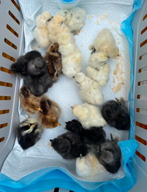 Kuikens zijdehoen, Dieren en Toebehoren, Pluimvee, Kip, Geslacht onbekend