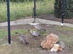Hawaigans, Dieren en Toebehoren, Pluimvee, Vrouwelijk, Gans of Zwaan