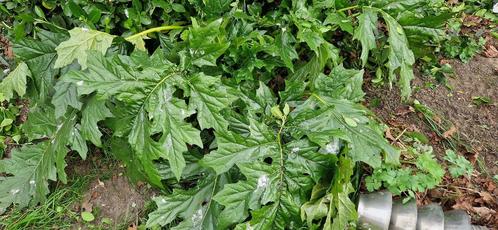 planten, Tuin en Terras, Planten | Tuinplanten, Vaste plant, Overige soorten, Volle zon, Zomer, Ophalen