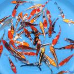 Japanse koi 8-15cm 500stuks, Animaux & Accessoires, Poissons | Poissons d'étang, Carpe ou Koï