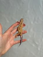 Tremper stripe luipaardgekko vrouw, Dieren en Toebehoren, Reptielen en Amfibieën, Hagedis, Tam, 0 tot 2 jaar
