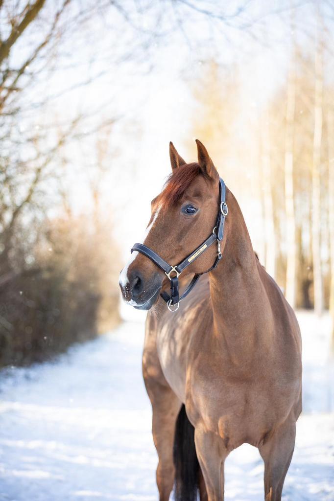 Te koop, Animaux & Accessoires, Poneys, Jument, L, Poney E (1.48 m - 1.57m), Poney de récréation, 11 ans ou plus, Avec puce électronique