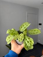 2 kamerplanten, Ophalen