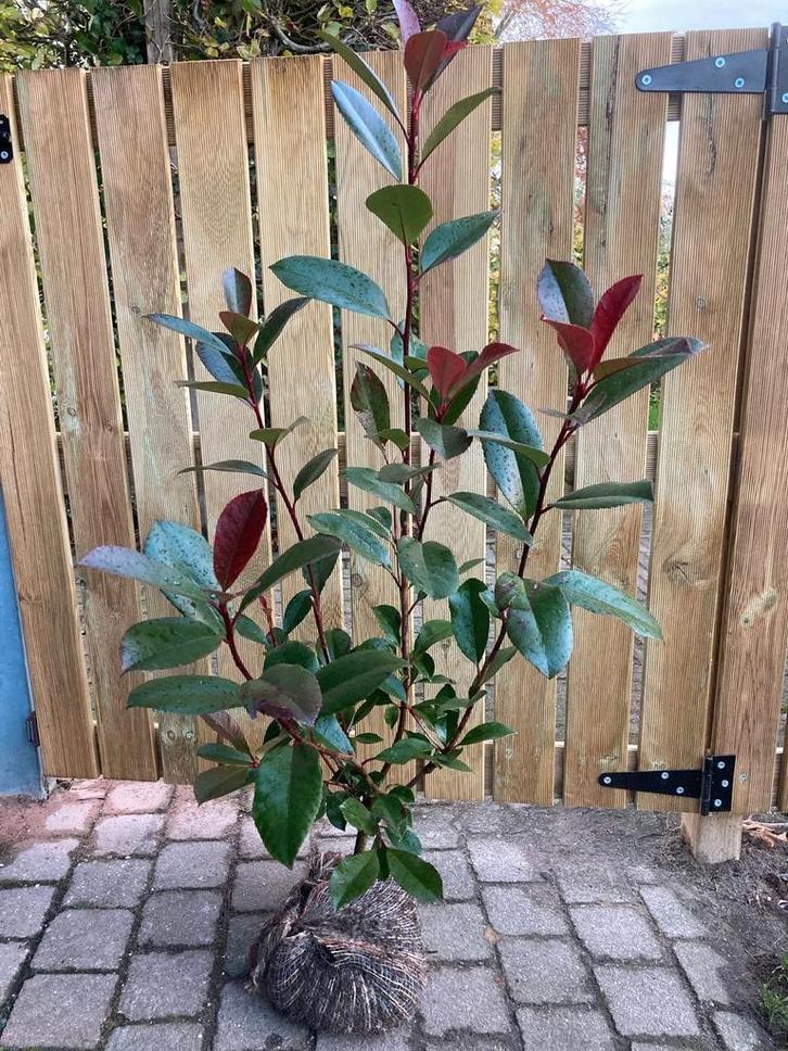 Glansmispel - photini 'red robin' 60-80 cm, Tuin en Terras, Planten | Struiken en Hagen, Haag, Ophalen