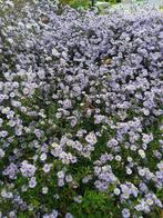 Bloemen voor buiten te planten( gratis )., Kinderen en Baby's, Ophalen