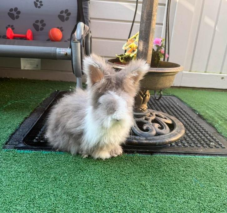Angora konijn, Dieren en Toebehoren, Konijnen, Geslacht onbekend, 0 tot 2 jaar