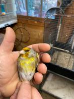 Kruising kleine distelvink x kanarie man, Mâle, Oiseau chanteur sauvage, Bagué