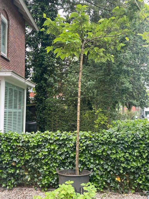 Zware Dakmoerbei maat 16/18cm - de laatste!, Tuin en Terras, Planten | Bomen, In pot, Ophalen of Verzenden
