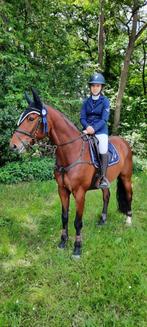 Springpaard ruin corico z TOPPER !, Dieren en Toebehoren, Paarden, Springpaard, Gechipt, Ruin, M
