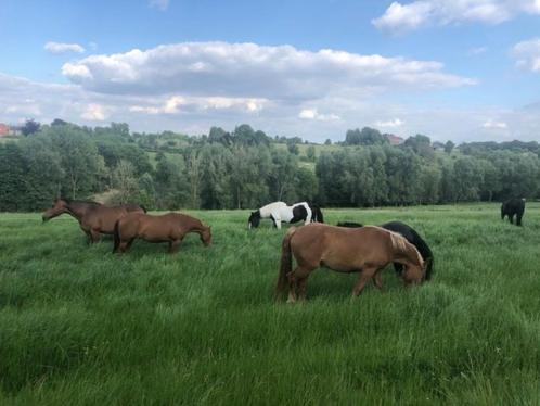 pension chevaux et poneys, Dieren en Toebehoren, Stalling en Weidegang