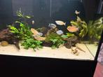 Aquarium 450 liter zonder vissen (vissen al gereserveerd), Vis, Zoetwatervis