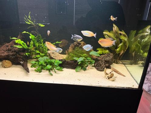 Aquarium 450 liter zonder vissen (vissen al gereserveerd), Dieren en Toebehoren, Vissen | Aquariumvissen, Zoetwatervis, Vis
