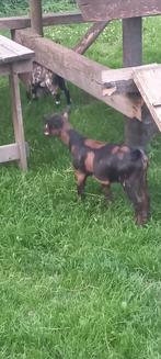 Maanvlek dwerggeit bokje, Dieren en Toebehoren, Schapen, Geiten en Varkens, Geit