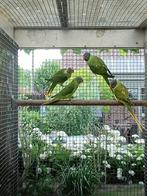 Grijskop edelparkieten (psittacula himalayana), Geslacht onbekend, Parkiet, Geringd