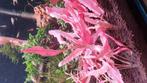 CRYPTOCORYNE PINK FLAMINGO AQUARIUMPLANT, Dieren en Toebehoren, Vissen | Aquaria en Toebehoren, Ophalen of Verzenden
