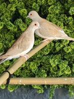 1 jonge koppel diamant duiven, ruil andere vogels mogelijk, Dieren en Toebehoren, Vogels | Overige Vogels