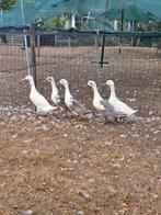 Koppel witte eenden, Dieren en Toebehoren, Meerdere dieren, Eend