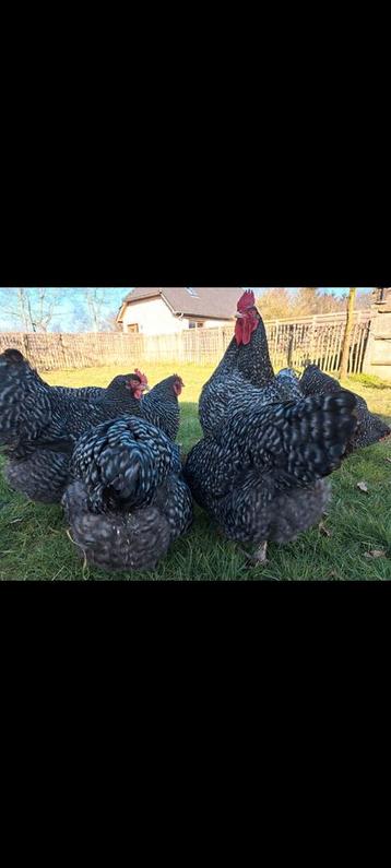 Legkippen,raskippen en indische loopeenden beschikbaar voor biedingen