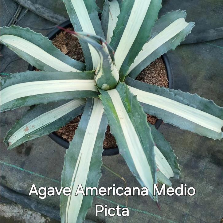 Agave Americana medium picta, Jardin & Terrasse, Plantes | Jardin, Enlèvement ou Envoi