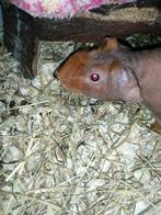 Cobaye male skinny 7 mois, Animaux & Accessoires, Rongeurs, Juin, Mâle, Cobaye