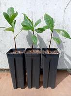 Adansonia digitata - Baobabs africains, Plante à fleurs, Plein soleil, Enlèvement, Plante succulente