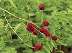 Grote pimpernel / Sanguisorba officinalis, Ophalen, Vaste plant, Siergrassen