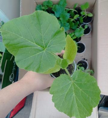 Courgette Planten | 2 soorten, Ophalen