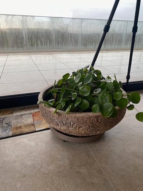 Mooie bloempot met pannenkoekenplant, Huis en Inrichting, Kamerplanten, Overige soorten, Minder dan 100 cm, Groene kamerplant