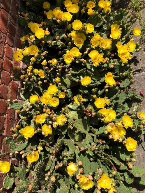 Opuntia - winterharde cactussen, Tuin en Terras, Planten | Tuinplanten, Ophalen of Verzenden