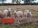 3 ooilammeren (handtam) samen te koop, Dieren en Toebehoren, Schapen, Geiten en Varkens