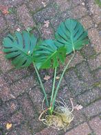 Monstera stek, Tuin en Terras, Ophalen