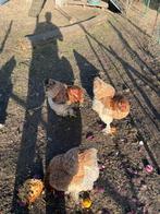 Kippen Brahma moeten afstaan, Dieren en Toebehoren, Pluimvee, Vrouwelijk, Kip