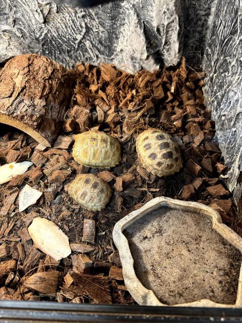 Jonge Geelkopschildpadden Indotestudo Elongata, Dieren en Toebehoren, Reptielen en Amfibieën, Schildpad, 0 tot 2 jaar