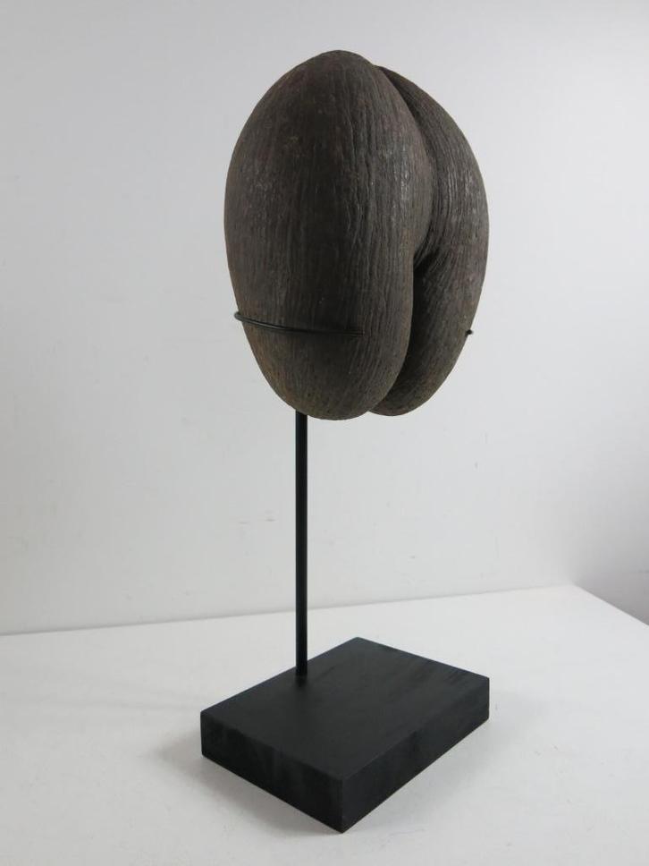 Sea Coconut – Coco de Mer 32x 27x17cm + staander, Antiek en Kunst, Kunst | Designobjecten, Ophalen of Verzenden