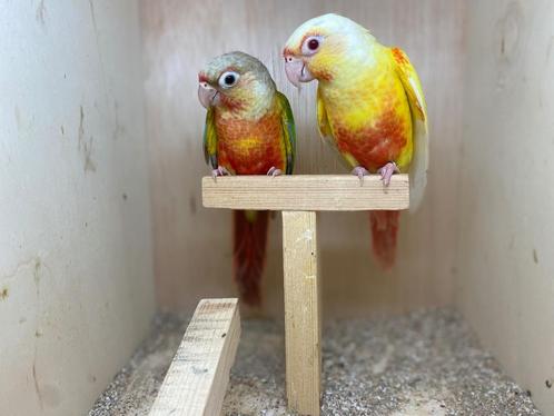 Pyrrhura Molinae Mutaties, Dieren en Toebehoren, Vogels | Parkieten en Papegaaien