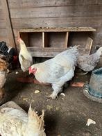 Brahma, Meerdere dieren, Kip