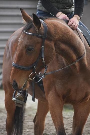 Lieve , leuke , 5 jarige ruin beschikbaar voor biedingen