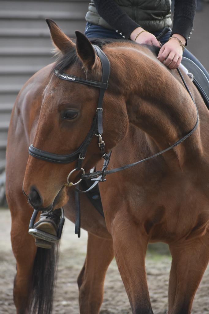 Lieve , leuke , 5 jarige ruin, Dieren en Toebehoren, Paarden, Ruin, B, Minder dan 160 cm, 3 tot 6 jaar, Recreatiepaard, Met stamboom