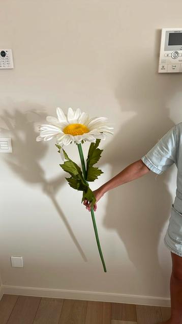 xl bloem margriet beschikbaar voor biedingen